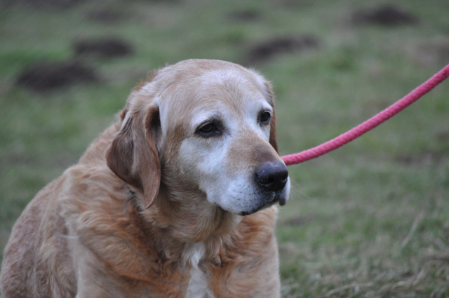 NICKY (labrador) - Page 6 Dsc_0622