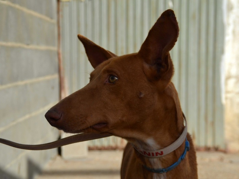 Alacant podenco à l'adoption refuge de Scooby Scooby France Adopté Alacan11