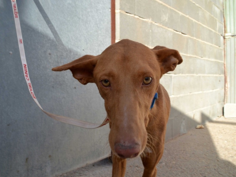 Alacant podenco à l'adoption refuge de Scooby Scooby France Adopté Alacan12