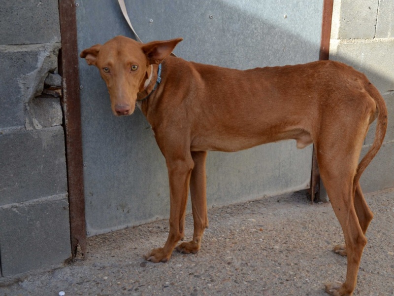 Alacant podenco à l'adoption refuge de Scooby Scooby France Adopté Alacan13