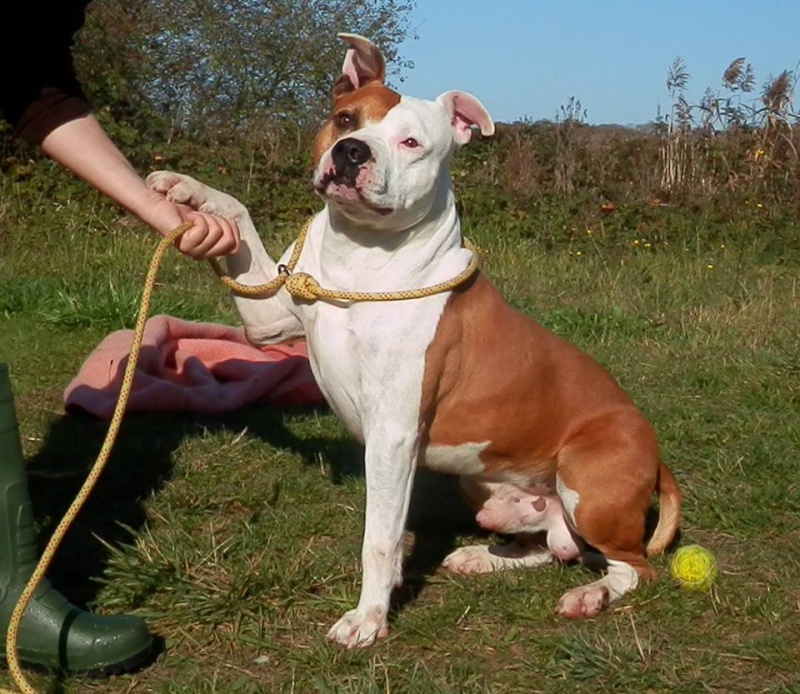 HAPPY, mâle American staff (amstaff), fauve et blanc LOF 13858610