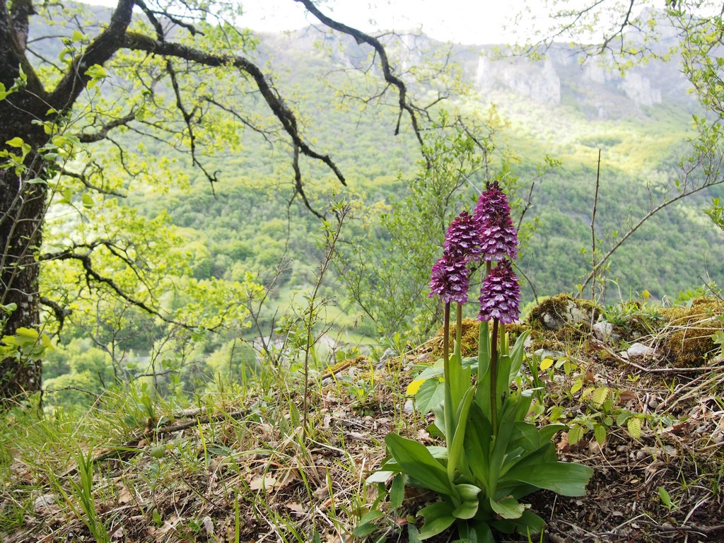 Votre plus bel Orchis purpurea 2k131611
