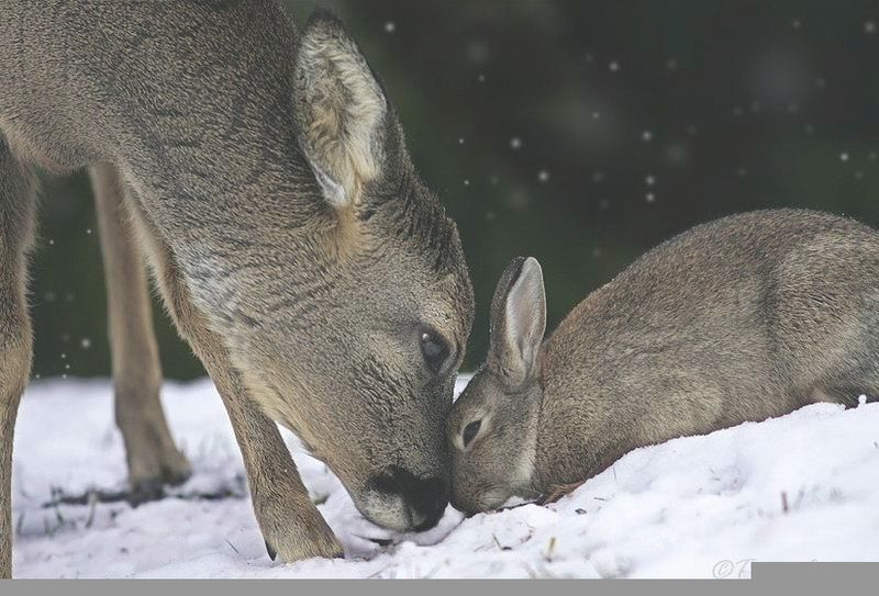 Bambi et Panpan... Bamb210