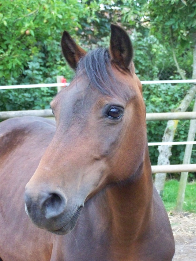 mes "petits " poneys  100_2210