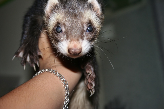 blacky  (furet trouver ) Img_7110