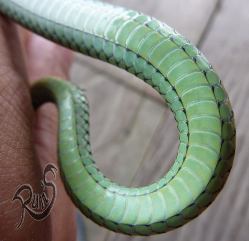 chrysopelea paradisi paradisi  - snake Sabah Bornéo  Chryso15