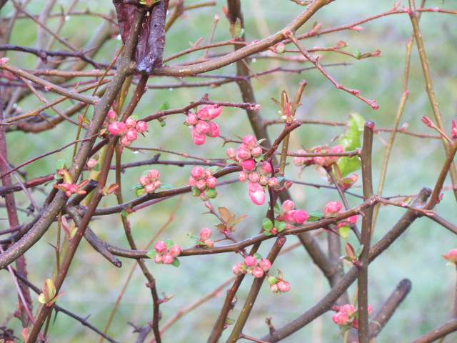 Fleurs - Fruits.......Bri - Page 9 Img_0030