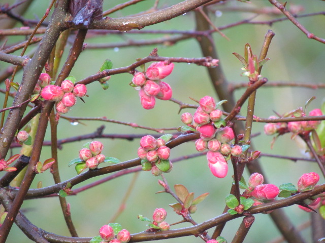 Fleurs - Fruits.......Bri - Page 9 Img_0031