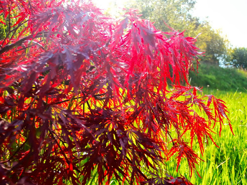 34 - La couleur rouge !!! Acer_p10