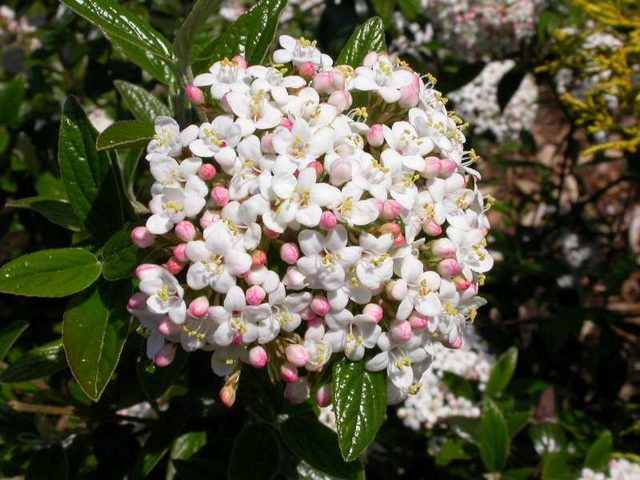 Viburnum burkwoodii  !!! Viburn11