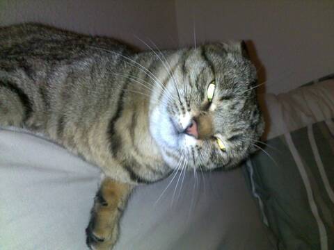 Chaton Mordeur Et Syndrome Du Chat Tigre Page 2