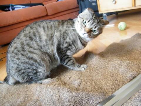 Chaton Mordeur Et Syndrome Du Chat Tigre Page 2