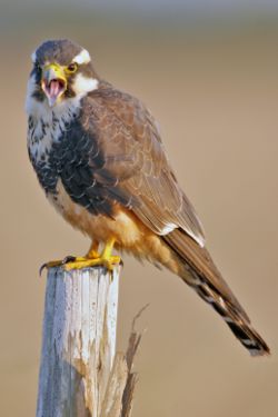 Protégez la faune sauvage d'Otero Mesa (Nouveau Mexique) 250px-10