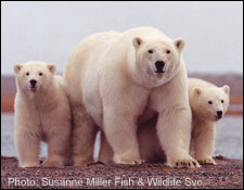 Un agenda de conservation de la faune et des habitats sauvages pour la nouvelle administration, USA Ours10