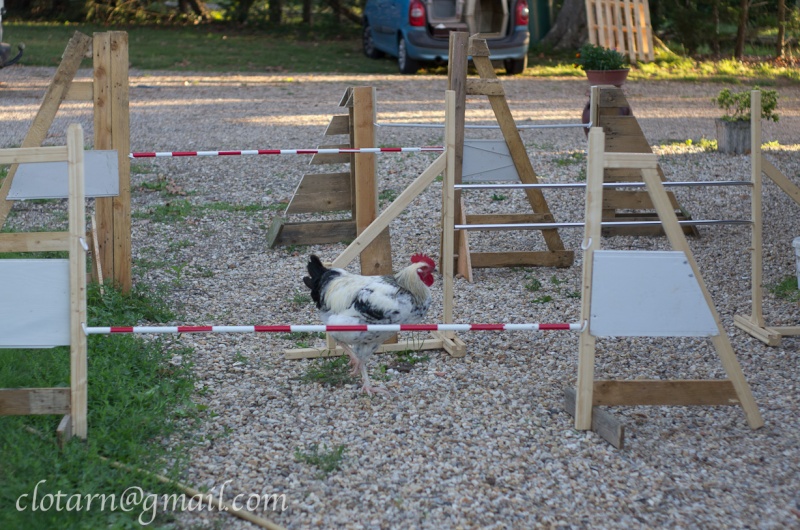 Fabrication d'obstacles d'agility  Bricol10