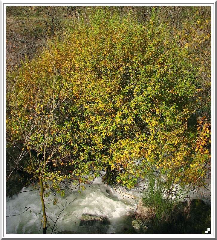 Rivière en crue et couleurs d'automne 2008_138