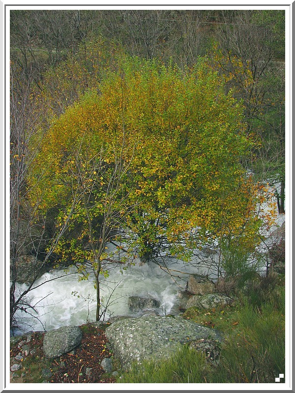 Rivière en crue et couleurs d'automne 2008_139