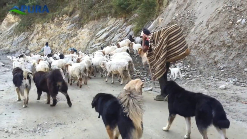 NEPAL bergers et leurs chiens Nepal_13