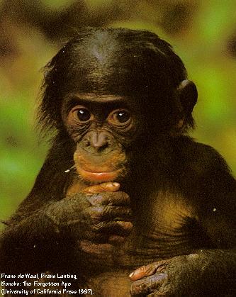 Mémoires de Lauzun Bonobo10