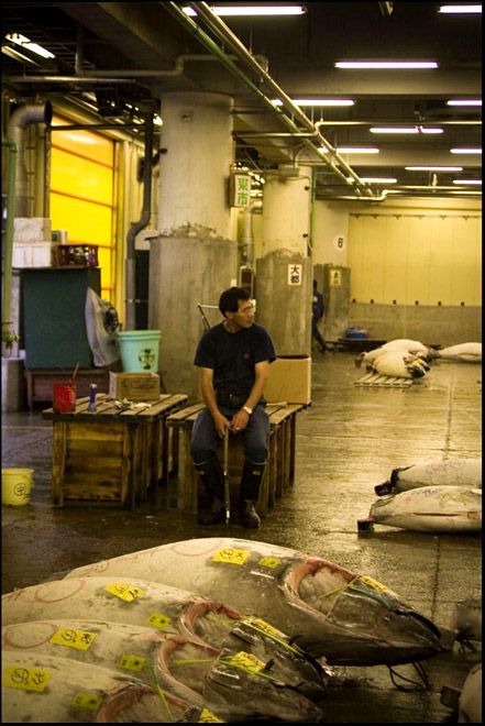 Marché aux poissons de Tsukiji, Tokyo, Japon 07_ass10