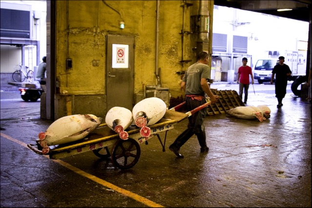 Marché aux poissons de Tsukiji, Tokyo, Japon 16_cha11