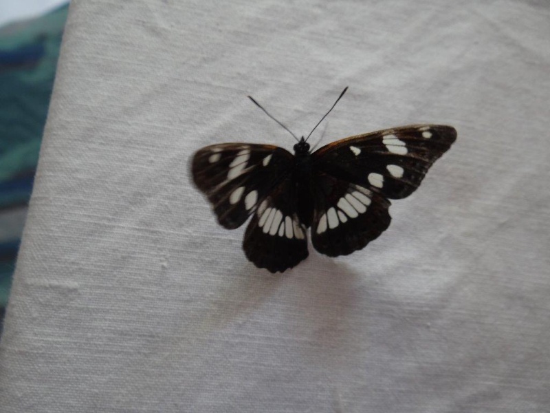 [Limenitis camilla et reducta](Nymphalidae Nymphalinae)Petit sylvain  Sylvai11