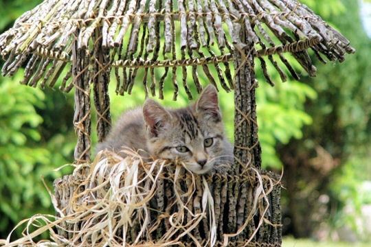 Belles photos d'animaux familiers - Page 12 5-natu10