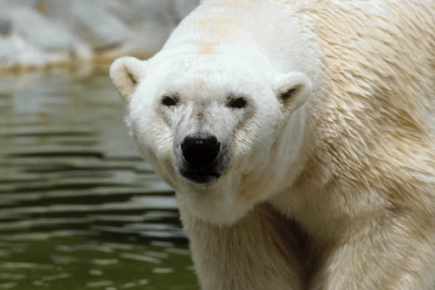 Mort du doyen mondial des ours polaires  Winnipeg. Debby10