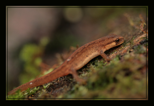T. marmoratus, S. salamandra,L. helveticus Img_8411
