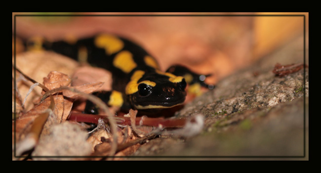 T. marmoratus, S. salamandra,L. helveticus Img_8510