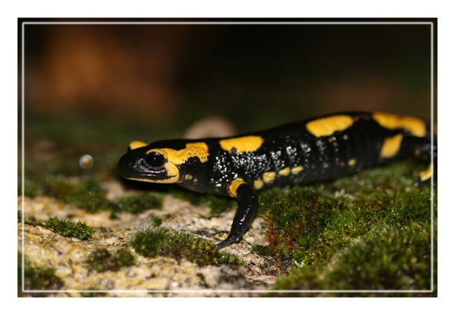 T. marmoratus, S. salamandra,L. helveticus Img_8511