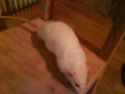 [67 59 51 55] rat dumbo albi 7 mois urgent pr cause allergie Dsc00216