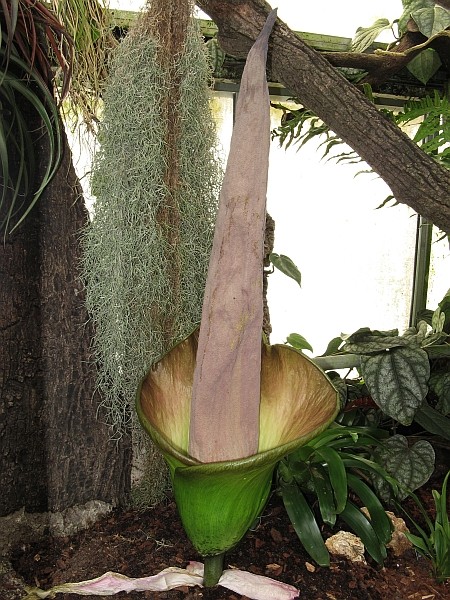 un Amorphophallus au parc de la tête d'or Amorph10