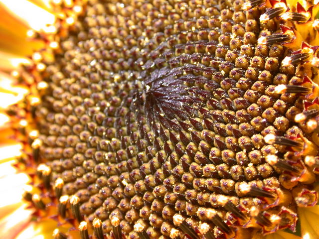 floraisons macro Dscn7110