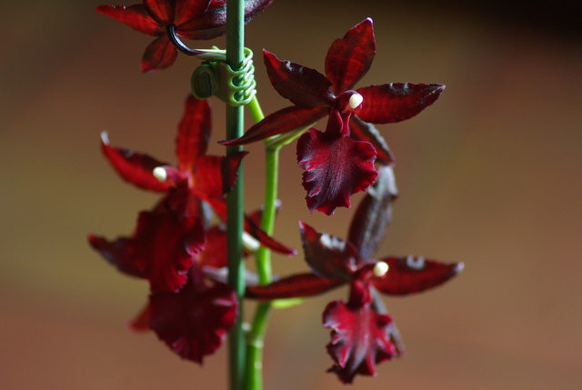 floraisons des orchidées - Page 7 Imgp2812