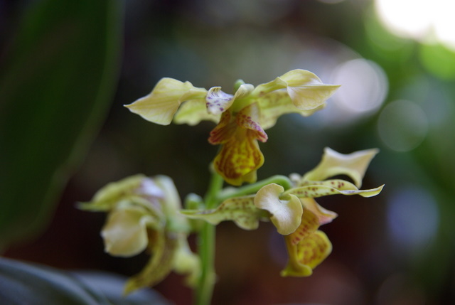 floraisons des orchidées - Page 7 Imgp2823