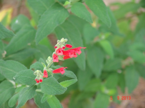 Salvia miniata Dsc02911