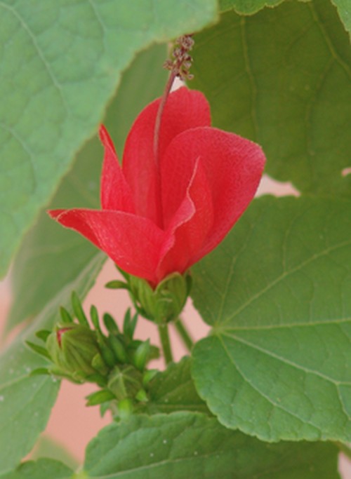 *malvavi* - Malvaviscus arboreus - hibiscus piment, hibiscus dormant Dsc02914