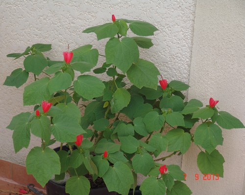 *malvavi* - Malvaviscus arboreus - hibiscus piment, hibiscus dormant Dsc02915