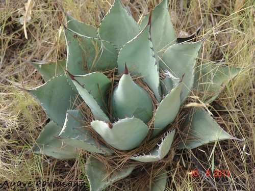 Agave parrasana Dsc03015