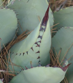 Agave parrasana Dsc03017