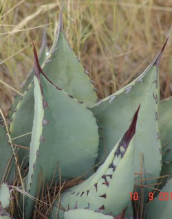 Agave parrasana Dsc03018