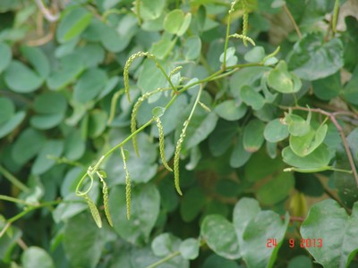 Anredera cordifolia (= Boussingaultia baselloides) - boussingaultie Dsc03116