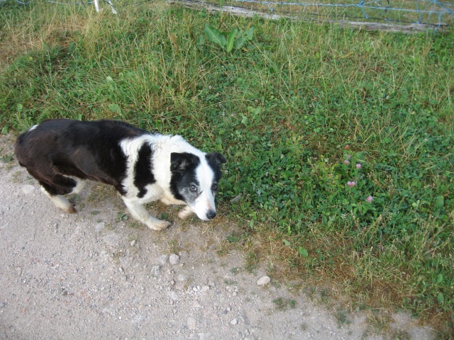 les petites oies née hier et mes autres animaux - Page 4 4_7710