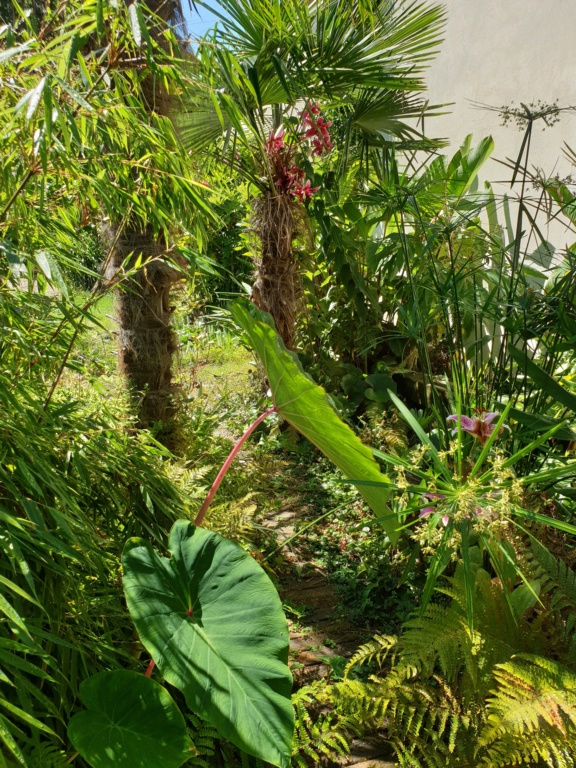 Schefflera fantsipanensis Frat11