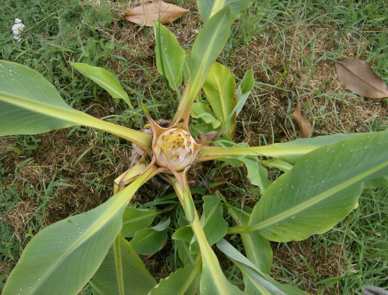 Musella lasiocarpa : floraison Hpim1822