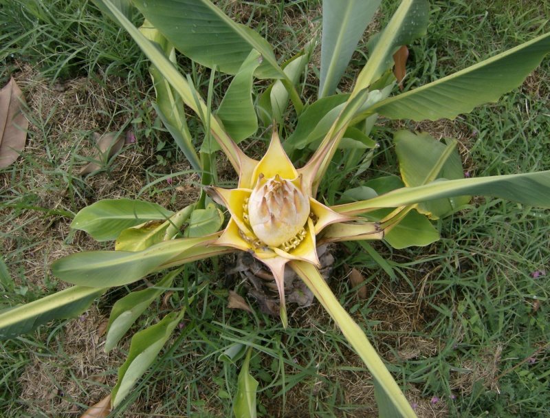 Musella lasiocarpa : floraison Hpim1827