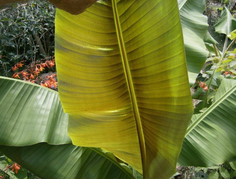 Musa xishuangbannaensis 'Mekong giant' Hpim1842