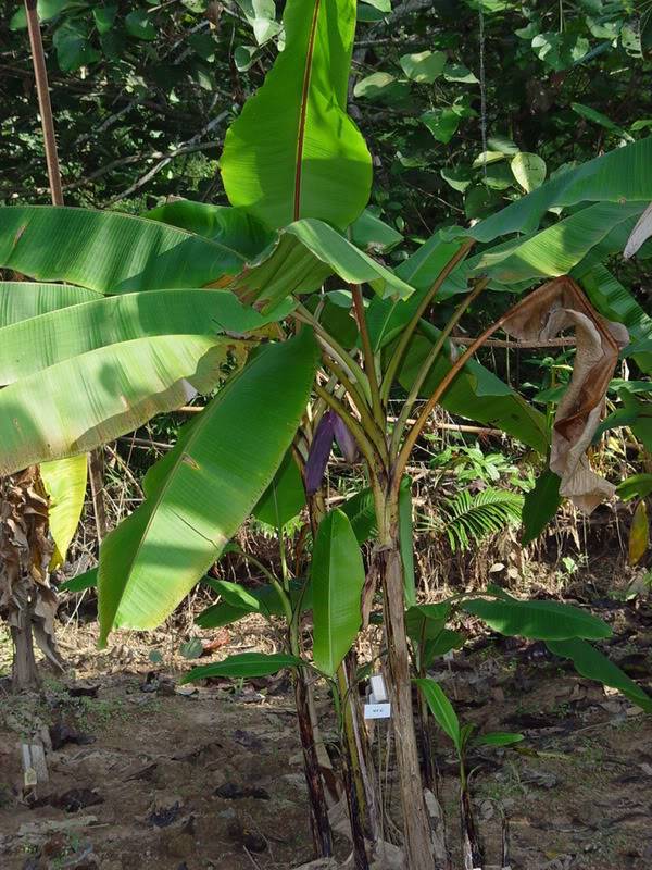 Musa zaifui Sp Nov  Mzaifu10