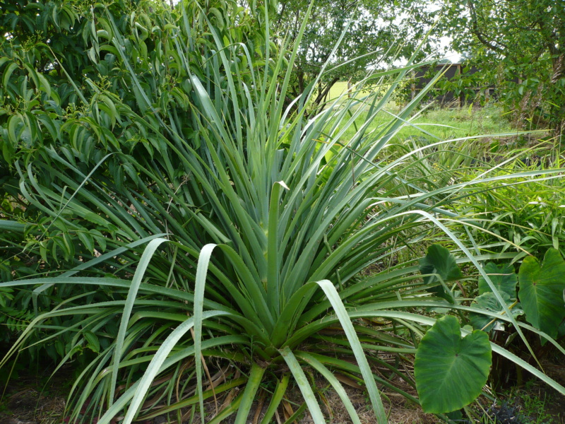 Eryngium pandanifolium P1000326